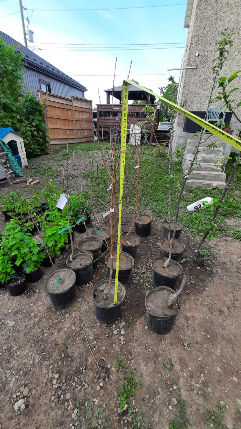 Blazing Star peach Tree Sapling - photo 2