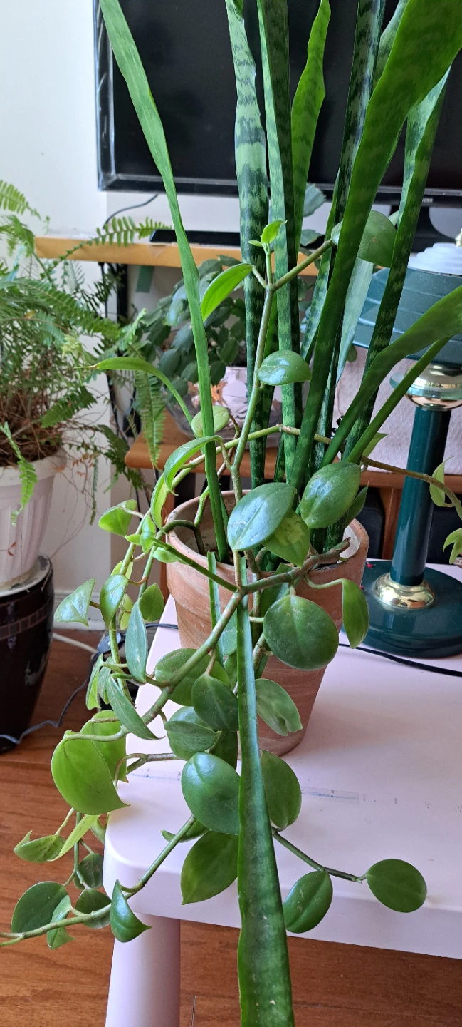 Snake Plant with Trailing Plant