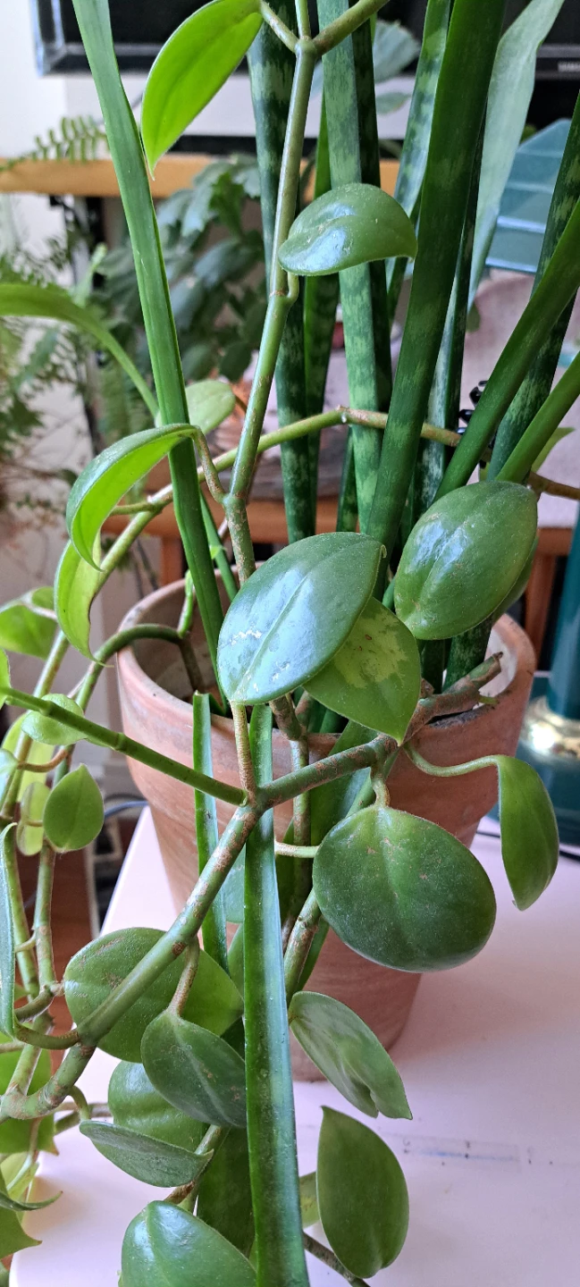 Snake Plant with Trailing Plant - photo 2