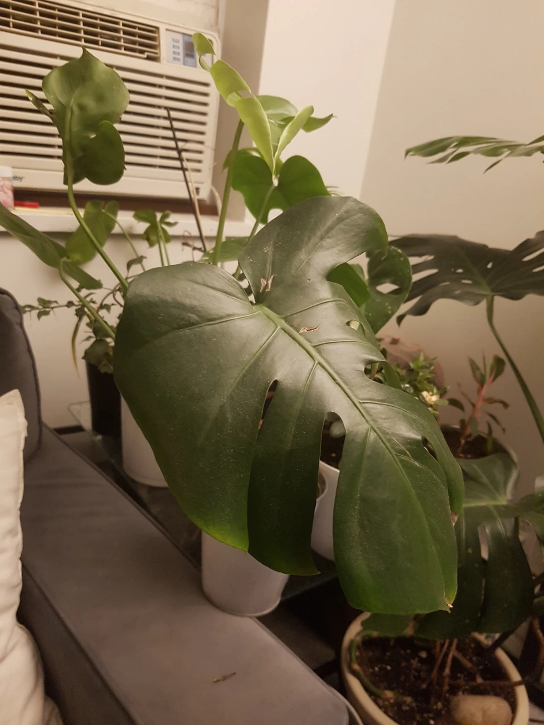 Monstera Deliciosa Plant - photo 5