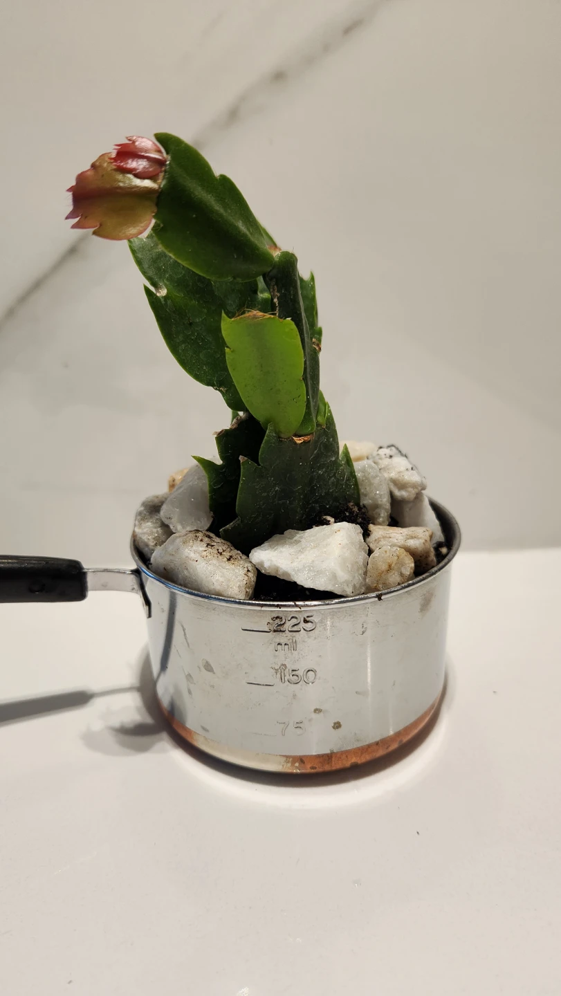Mini cooking pot planter with plant - photo 3