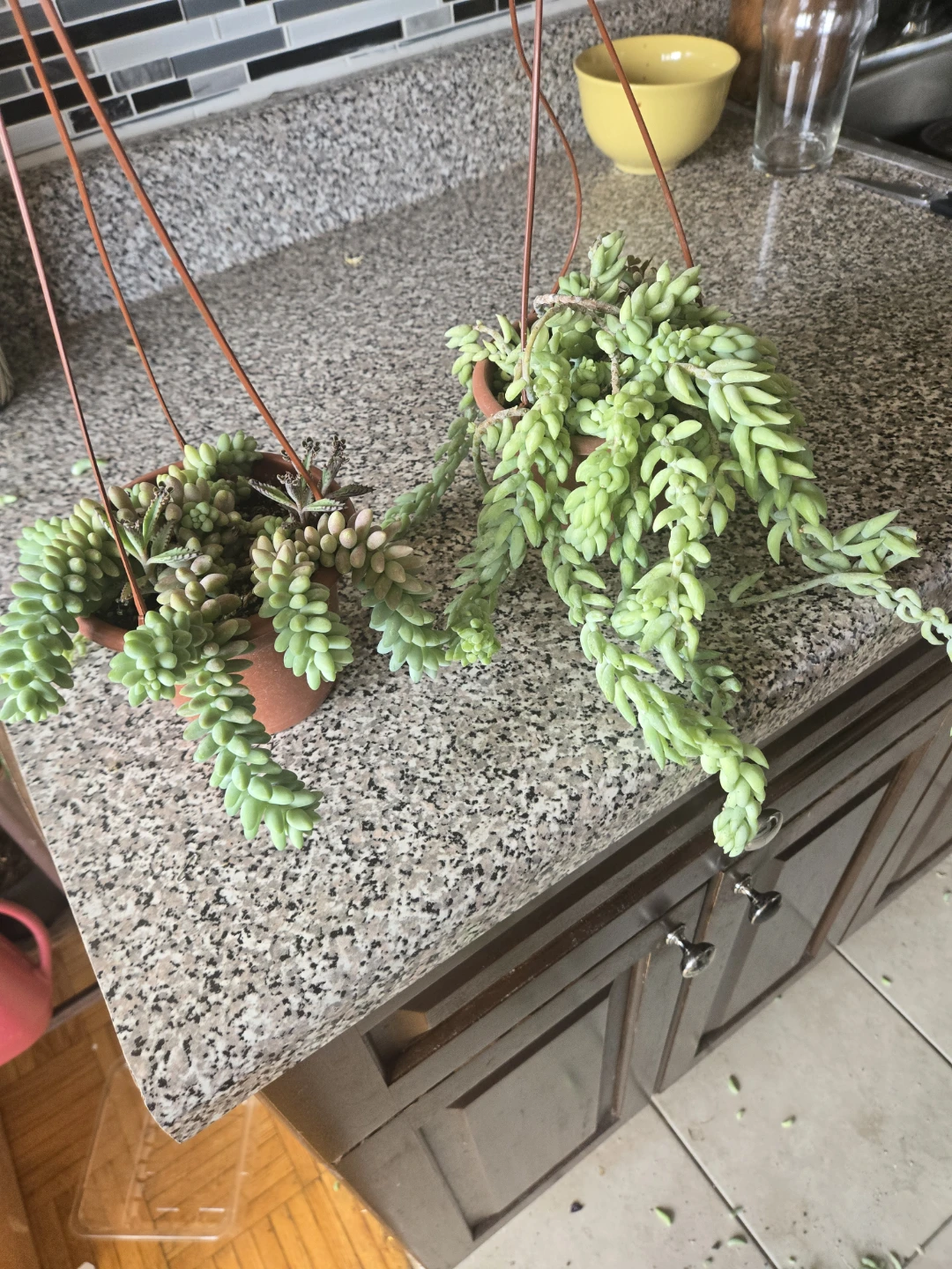 Two Donkey Tail Succulent Plants