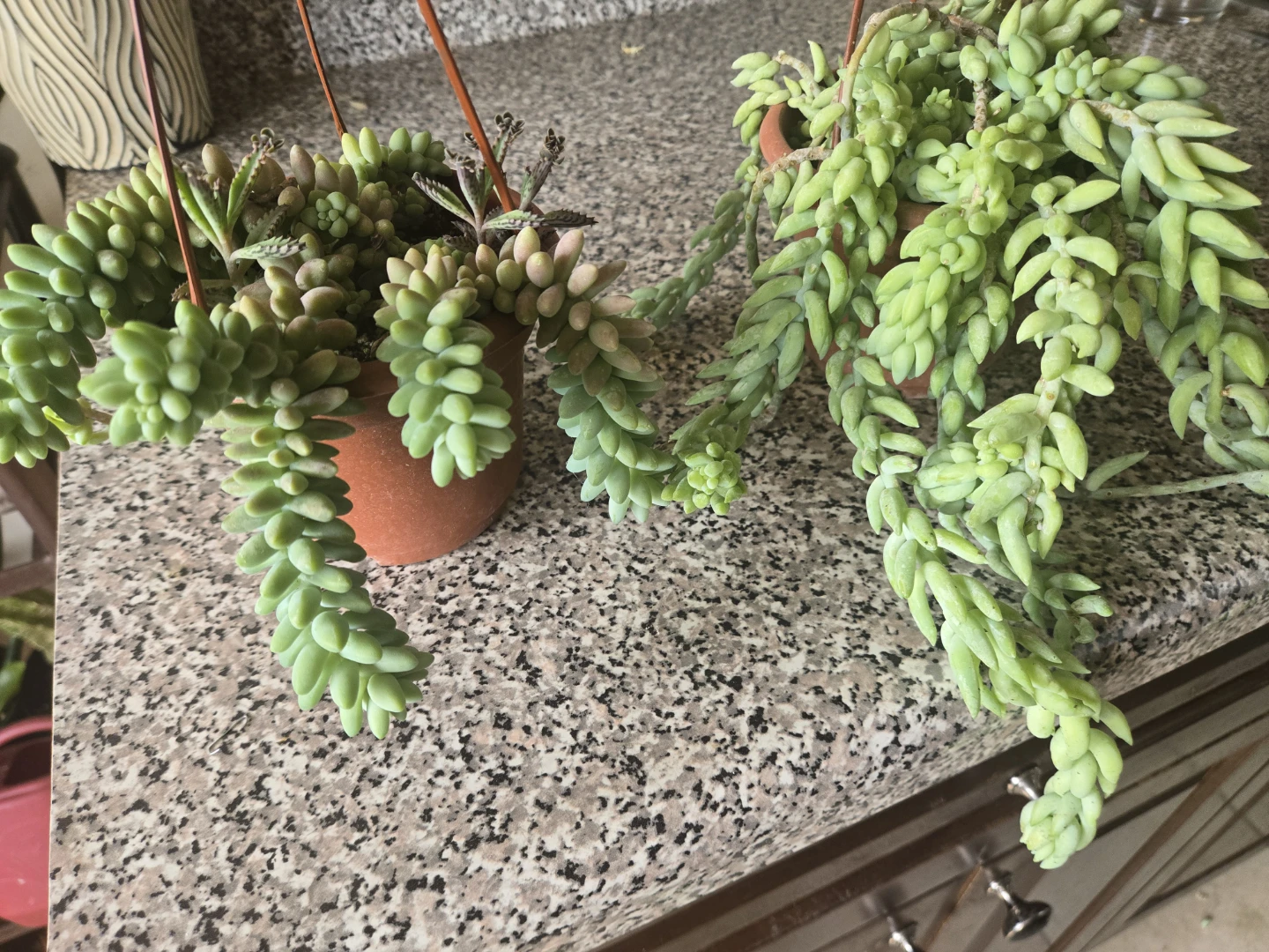 Two Donkey Tail Succulent Plants - photo 2
