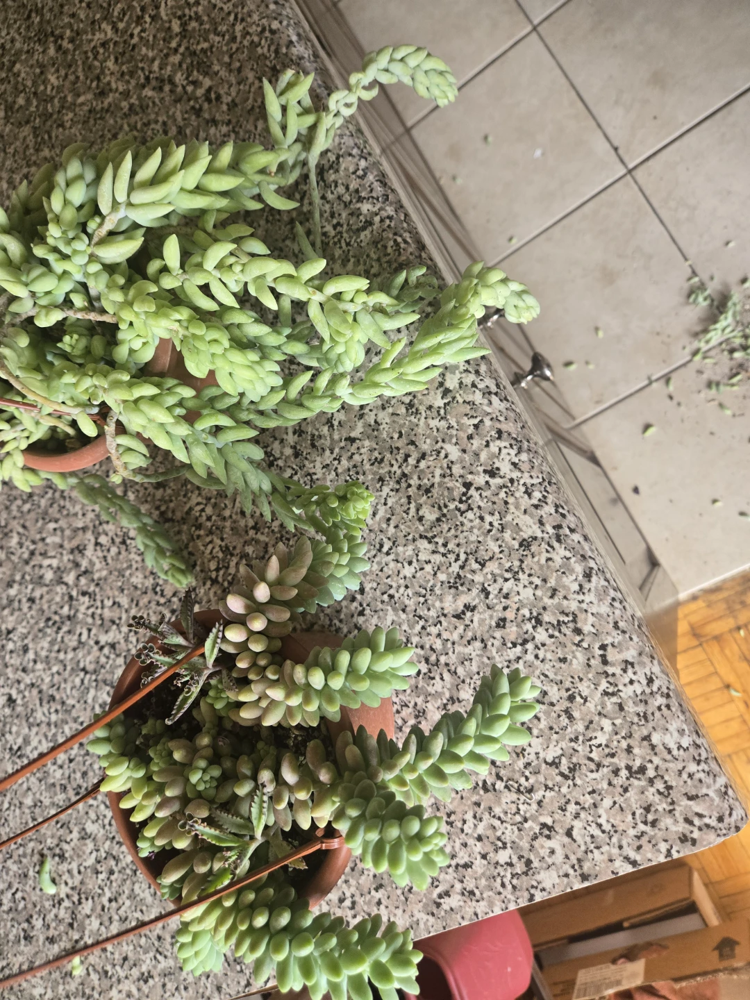 Two Donkey Tail Succulent Plants - photo 3