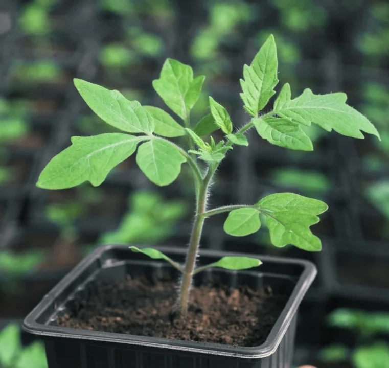Get Stuffed Tomato Plants - photo 2