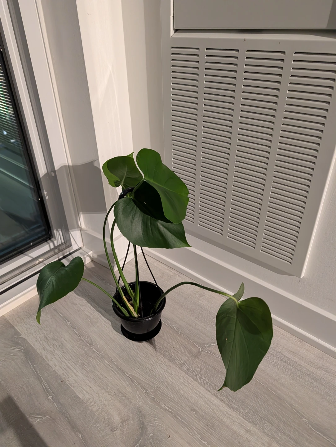 Monstera Deliciosa