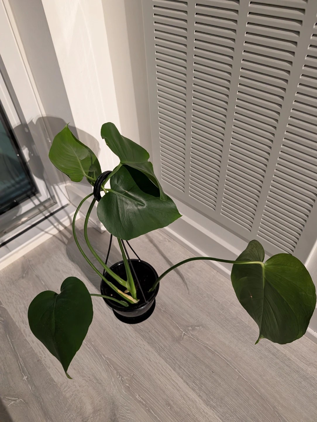 Monstera Deliciosa - photo 2