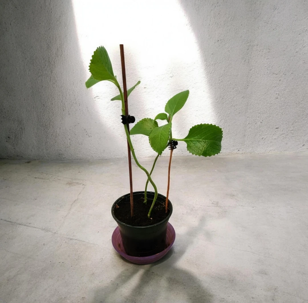 Cuban oregano plant