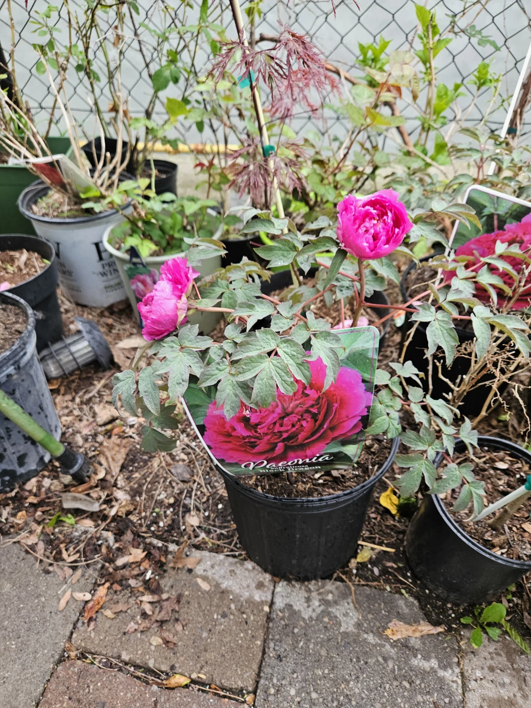 Tree peony - photo 4