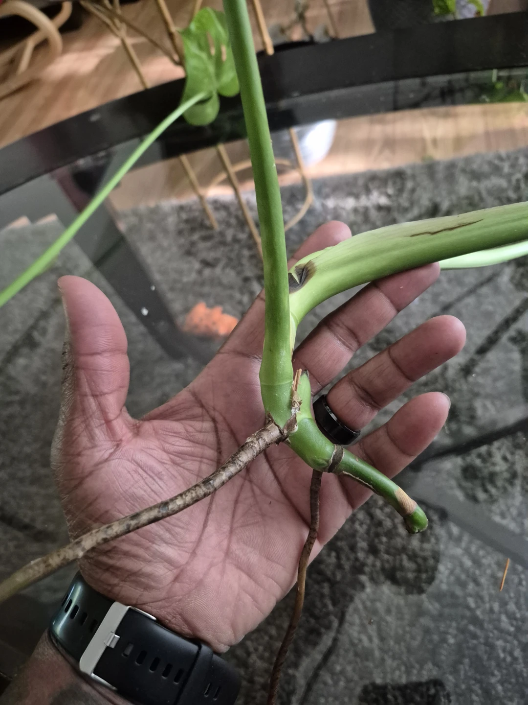 Monstera Deliciosa Plant Cutting - photo 5