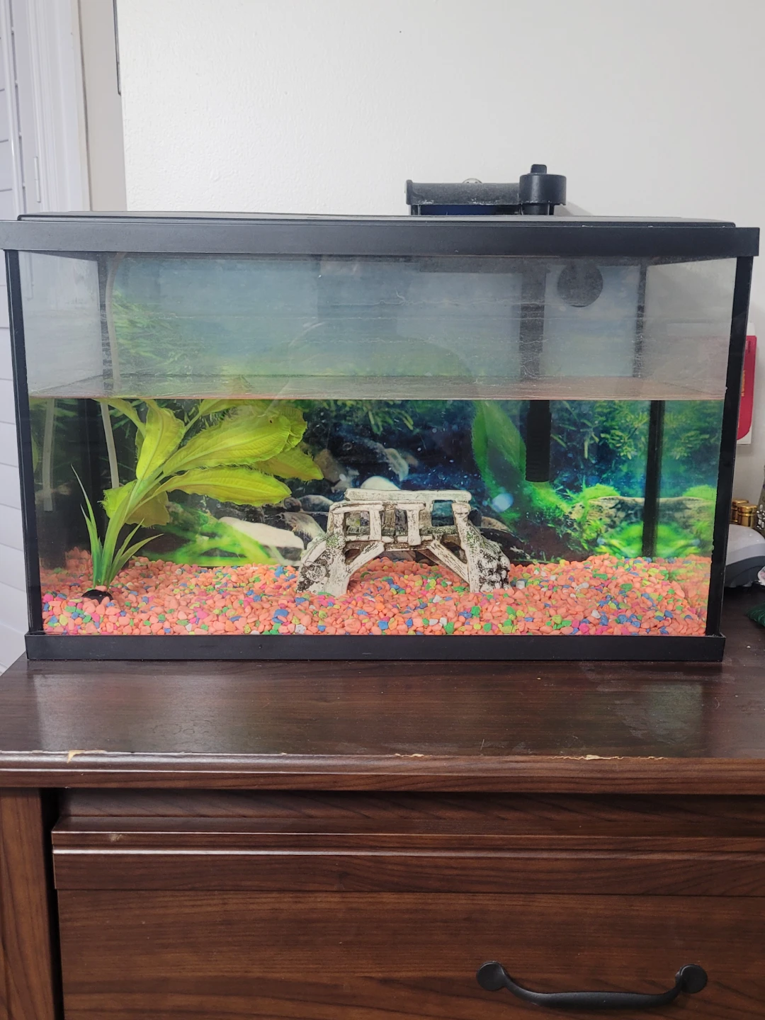 Aquarium Tank with Filter and Accessories
