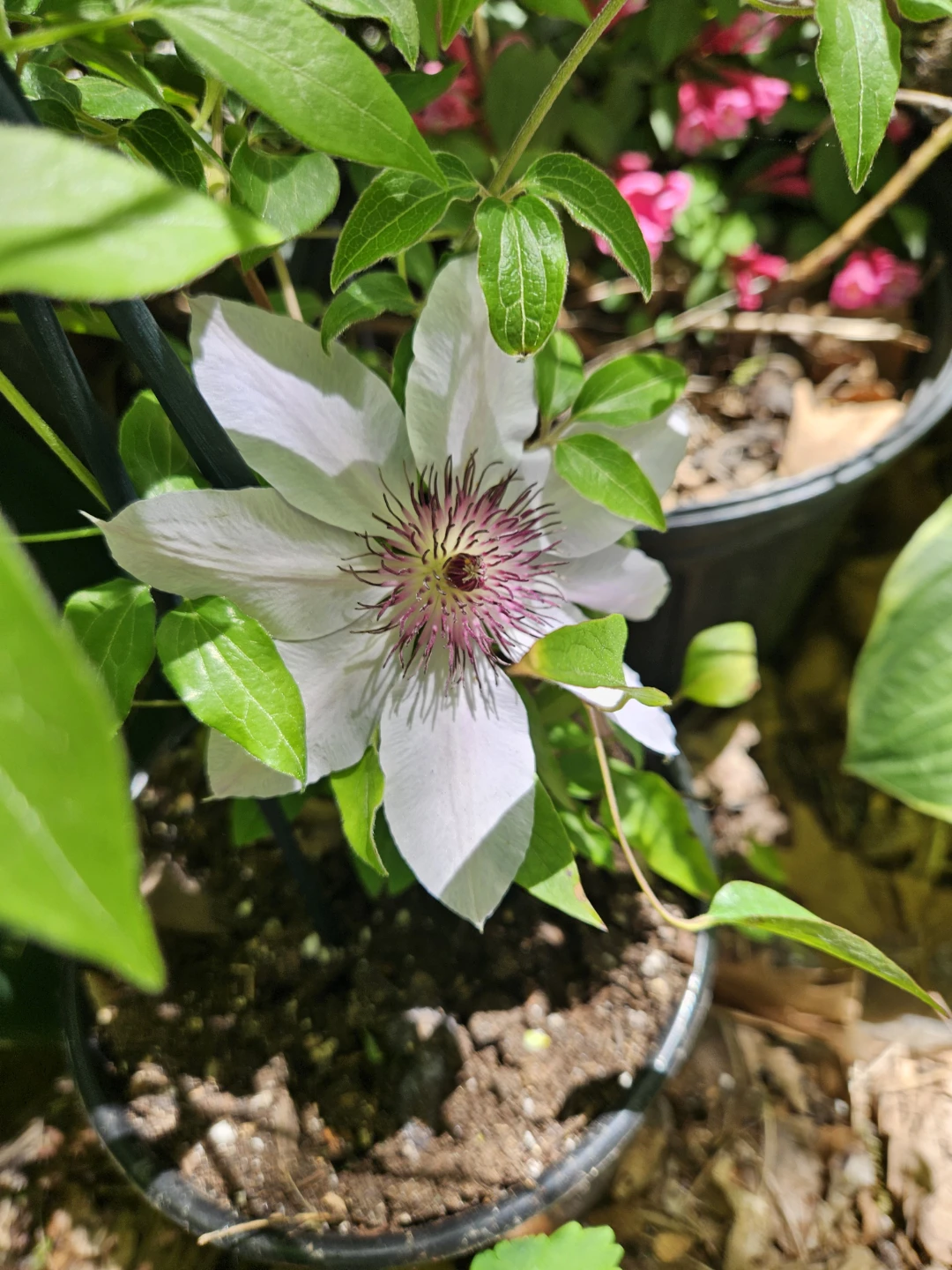 Assorted Clematis Flowers
