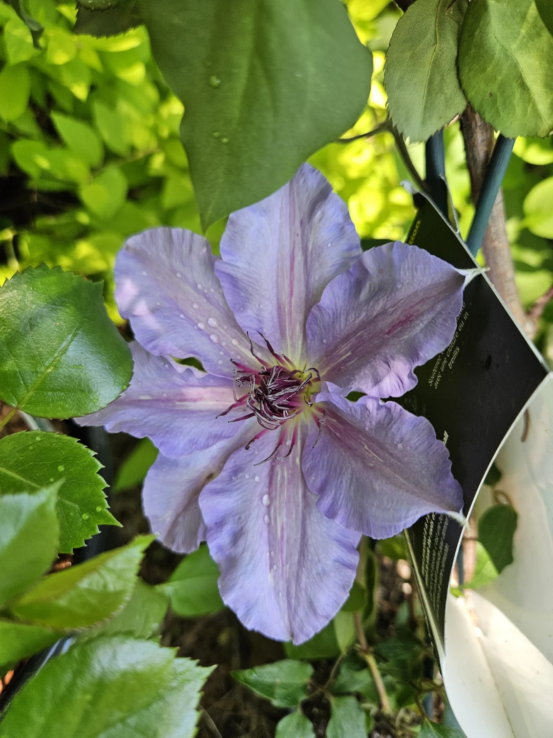 Assorted Clematis Flowers - photo 2