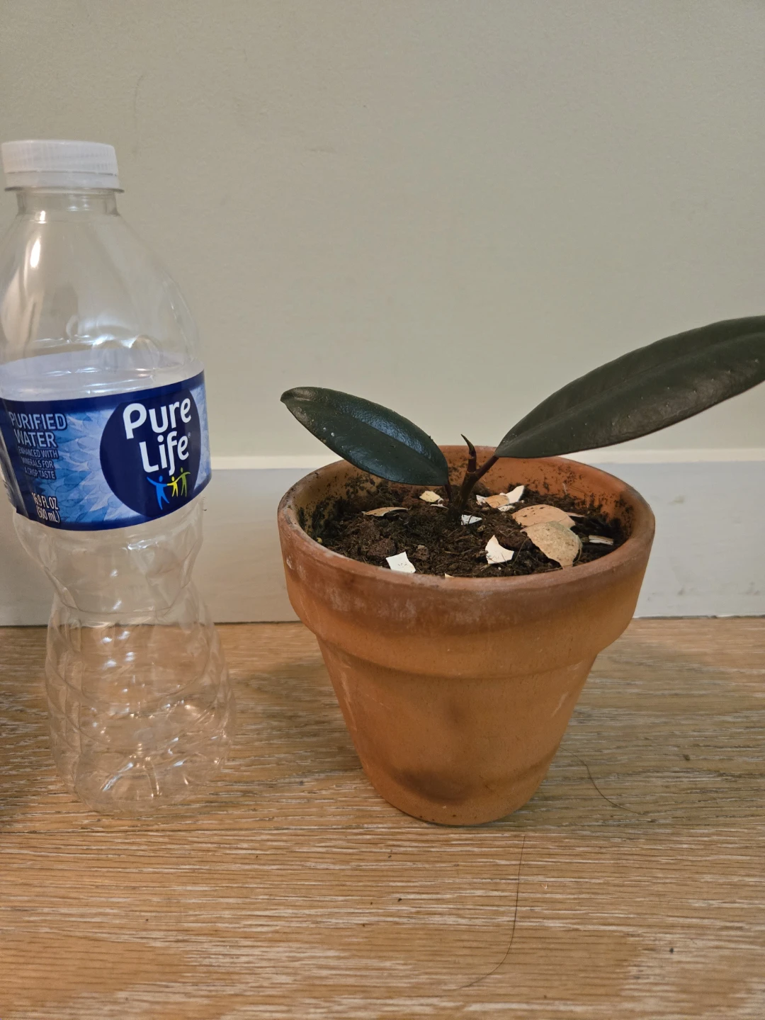 Small Rubber Plant