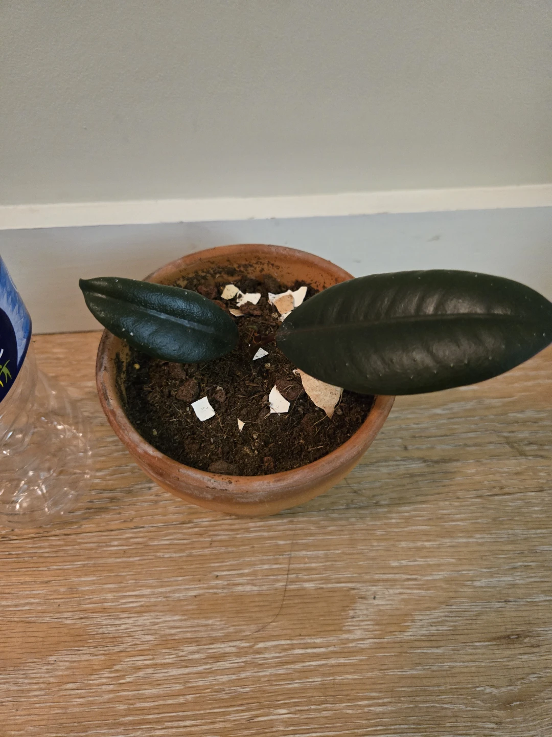Small Rubber Plant - photo 3