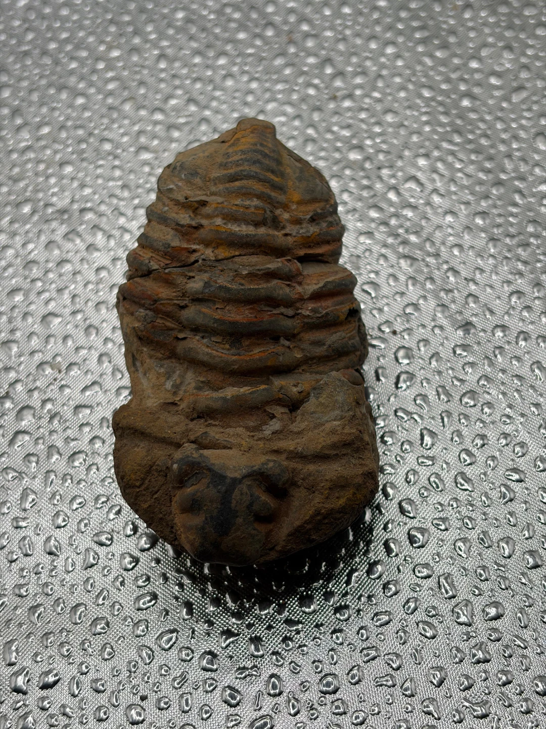 Fossil Trilobite Specimen