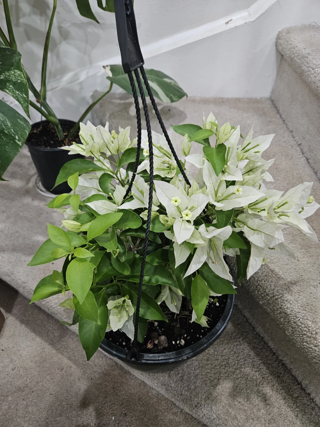 White Bougainvillea Hanging Plant