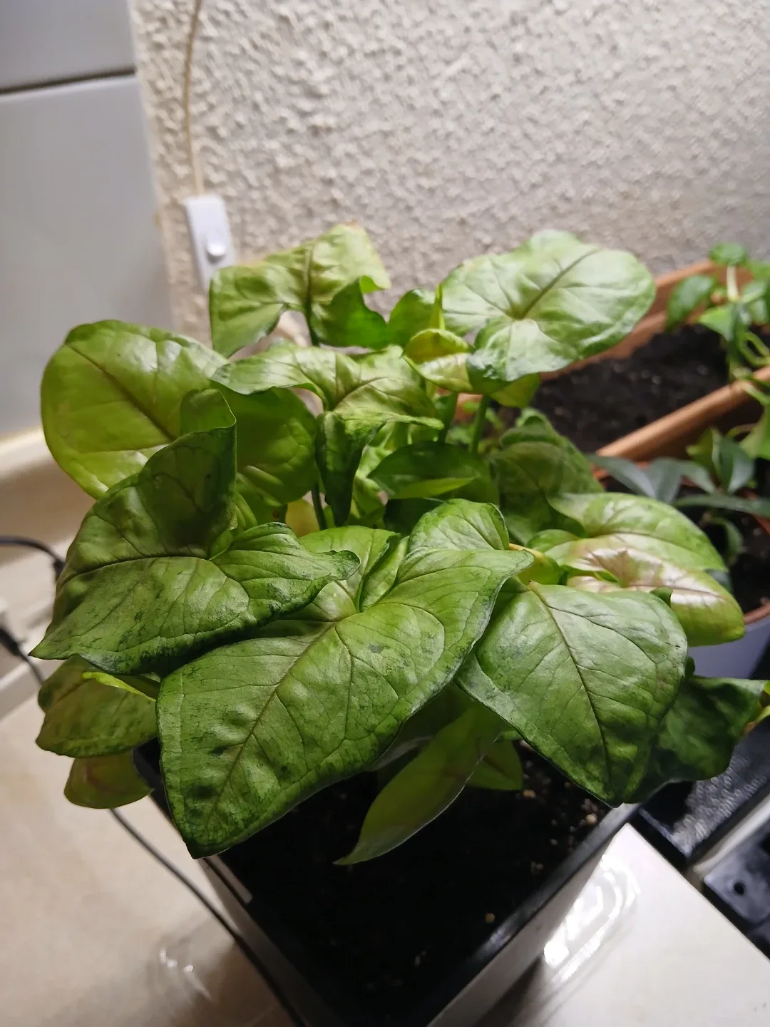 Syngonium Arrow head Plant in Black Pot