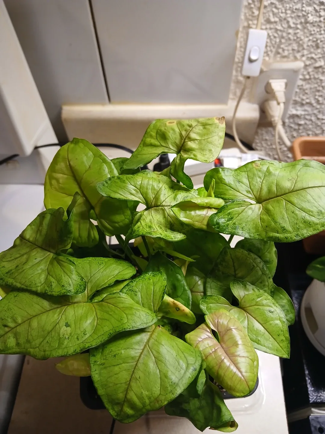 Syngonium Arrow head Plant in Black Pot - photo 2
