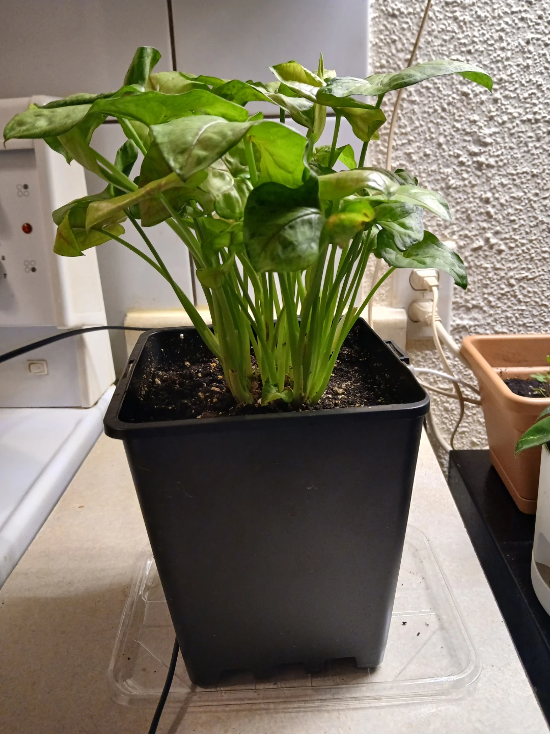 Syngonium Plant in Black Pot - photo 3