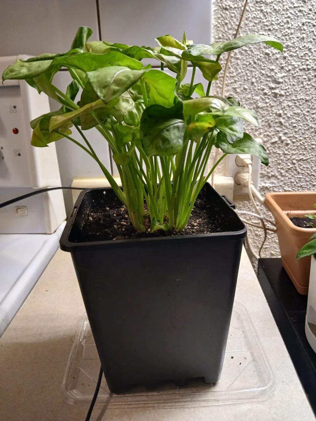Syngonium Arrow head Plant in Black Pot - photo 3