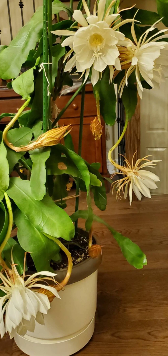 The Queen of the Night (‌Epiphyllum oxypetalum - photo 5