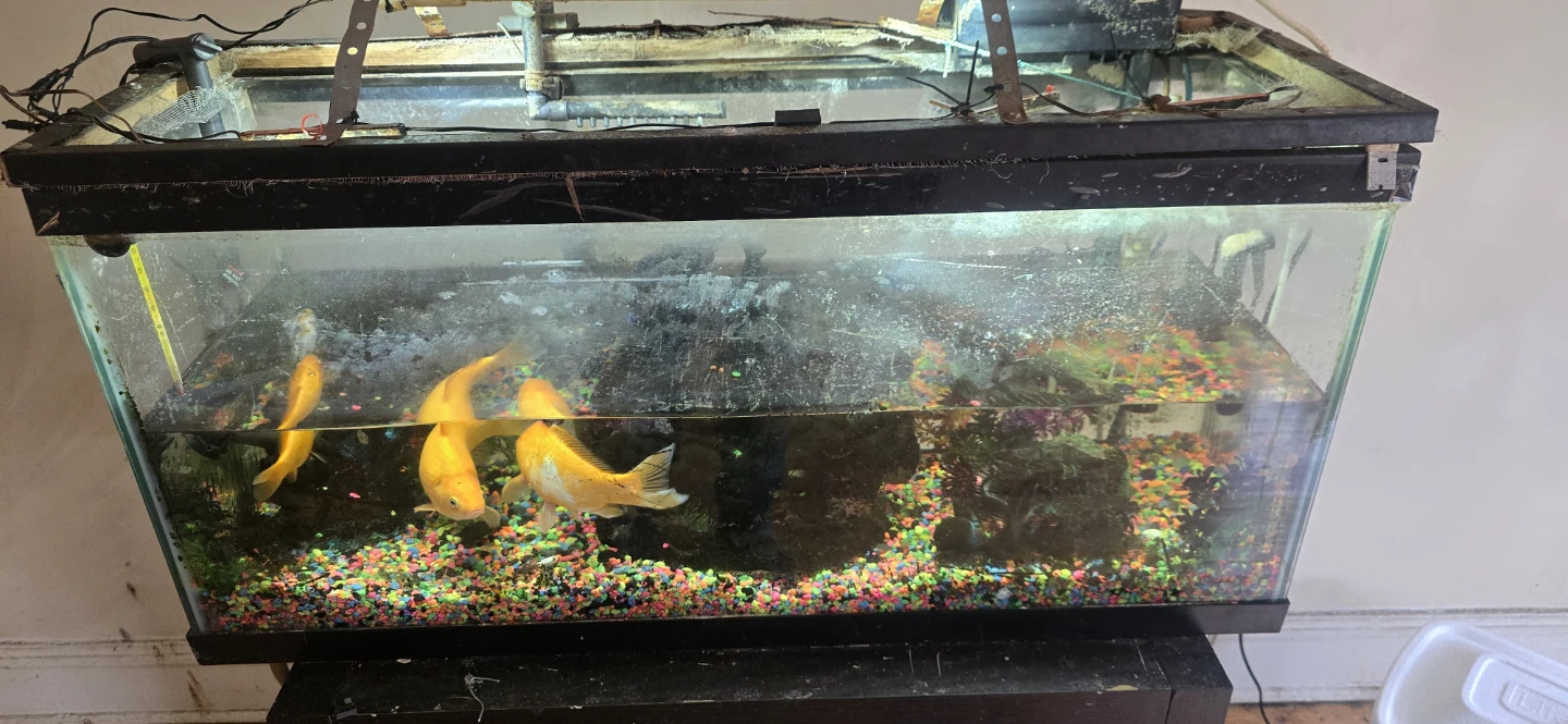 Aquarium Fish Tank with Goldfish