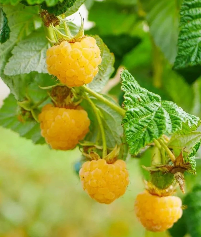 Golden Raspberries canes available - photo 2