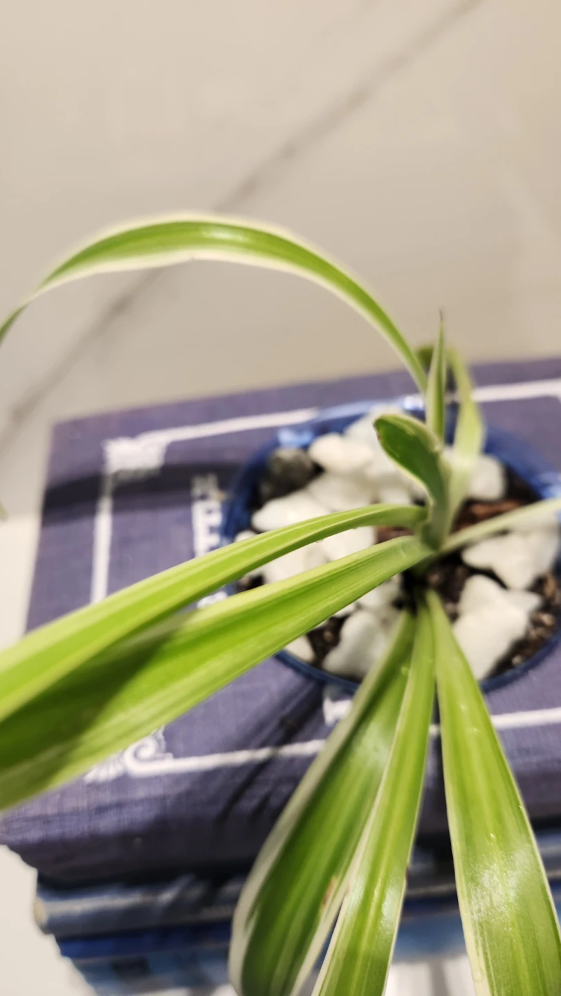 Shades of blue vintage books planter with plant - photo 4
