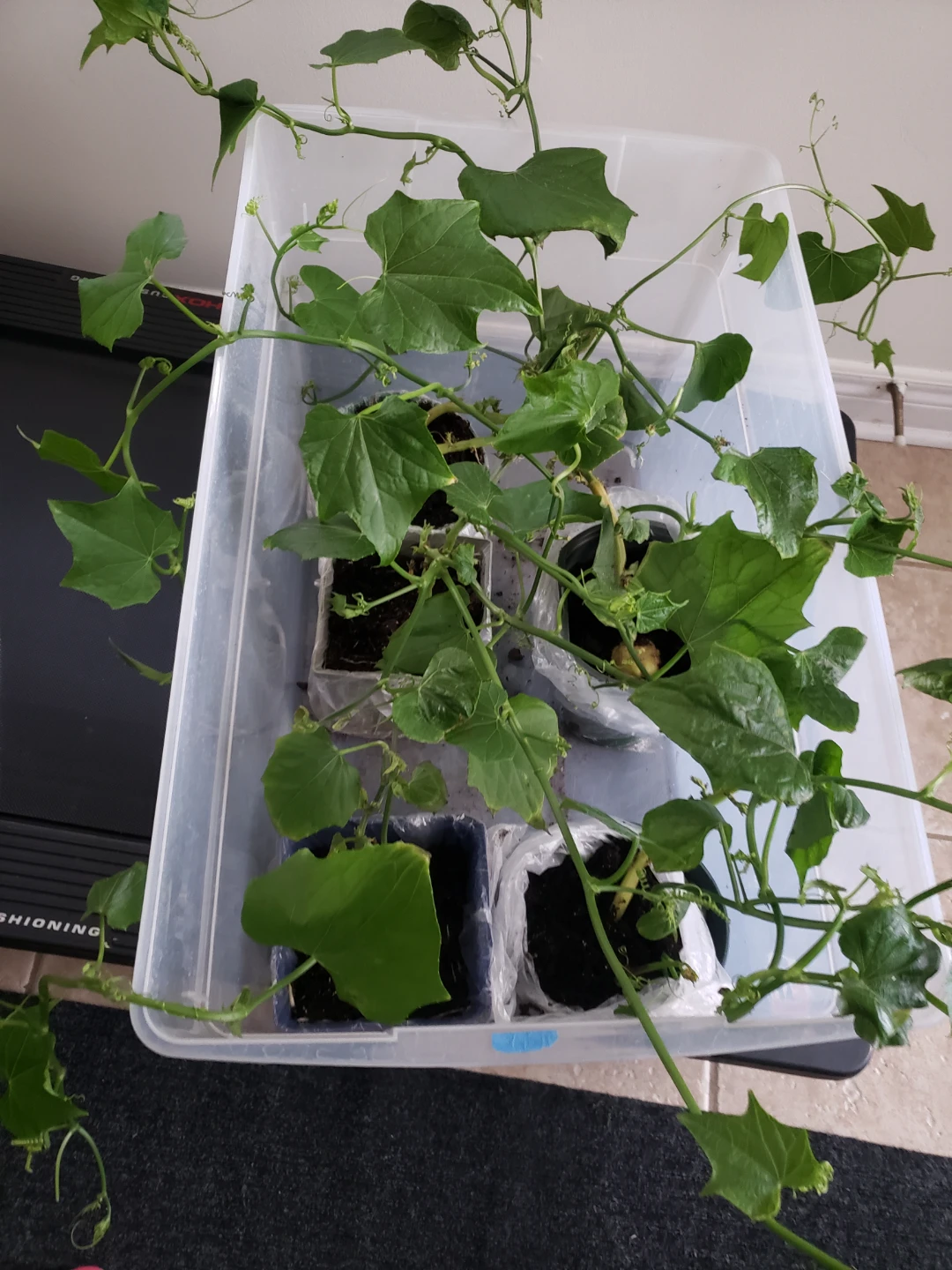 Chayote Squash Plants - photo 4