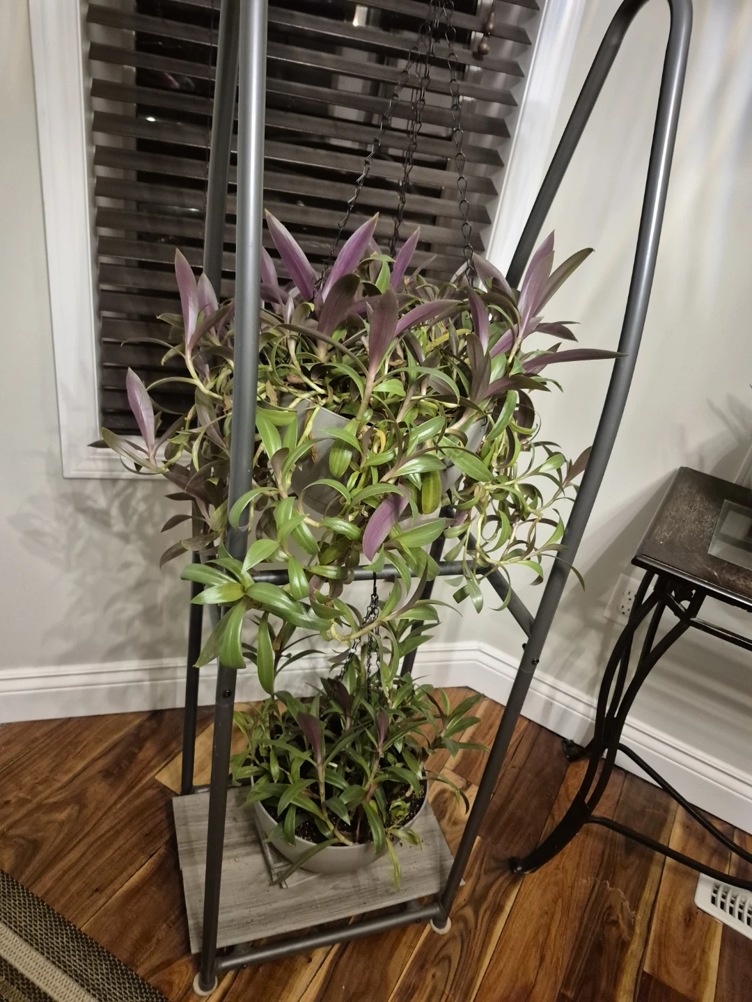 Hanging Plant /moses in craddle/ tradescantia - photo 2