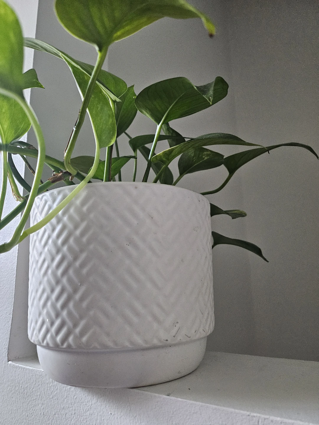 Pothos Plant in Decorative Pot 🌿 - photo 4