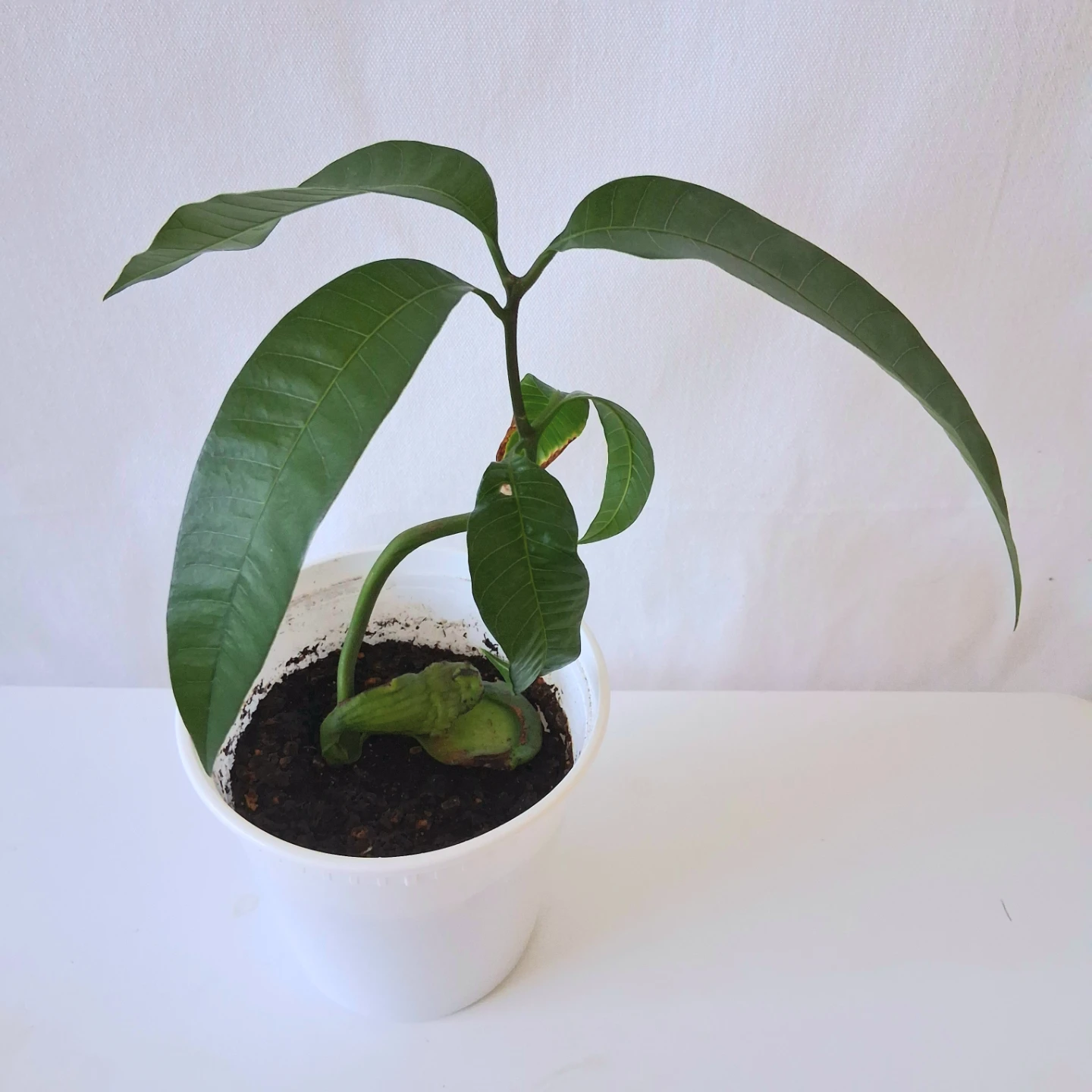 Mango Plant
