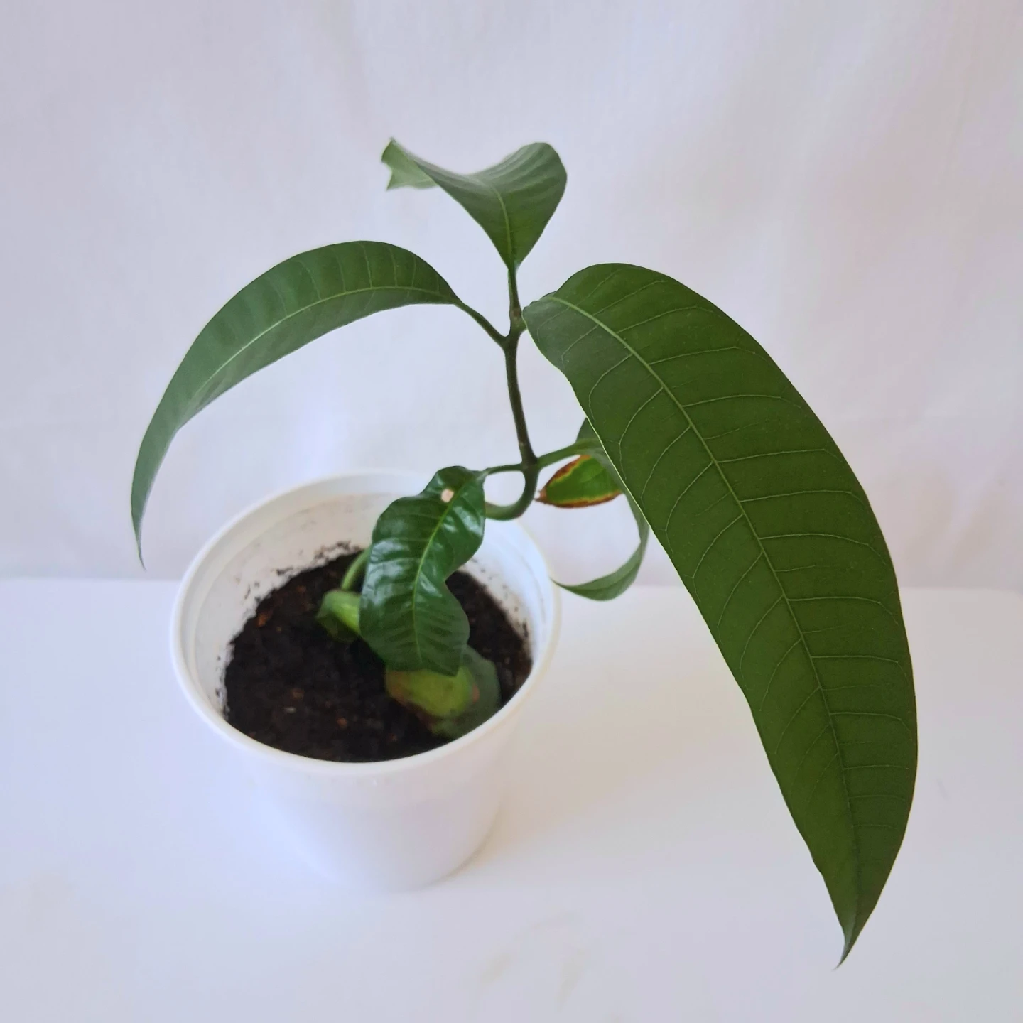 Mango Plant - photo 2