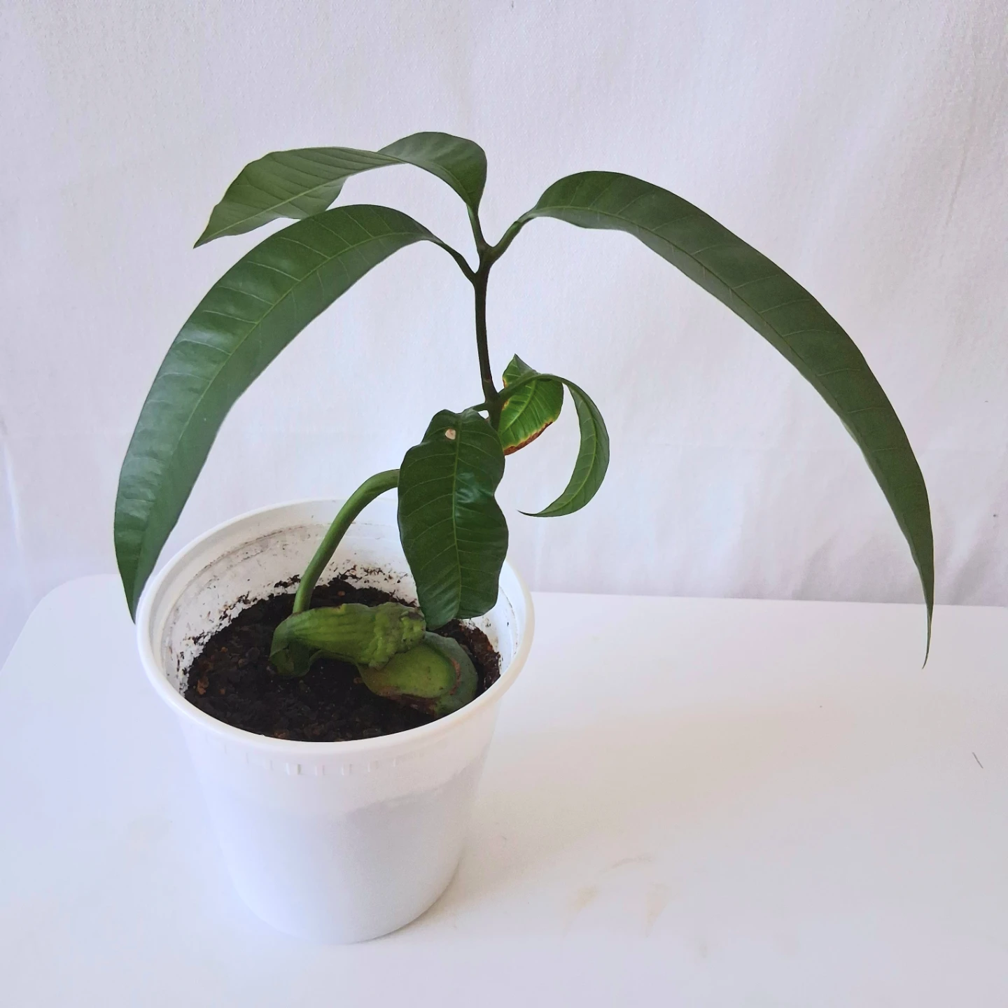 Mango Plant - photo 3