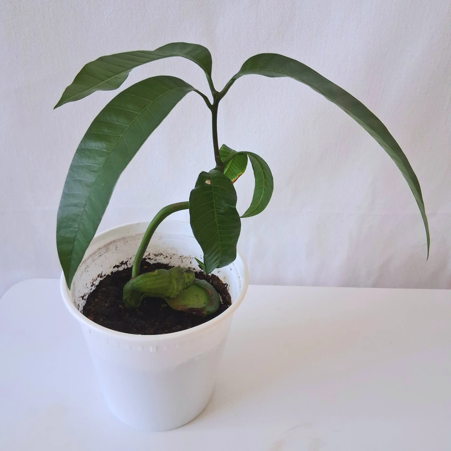 Mango Plant - photo 4