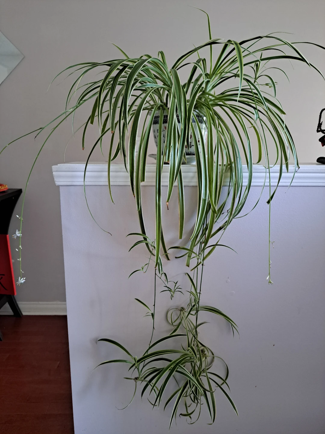 Spider Plant in Decorative Pot