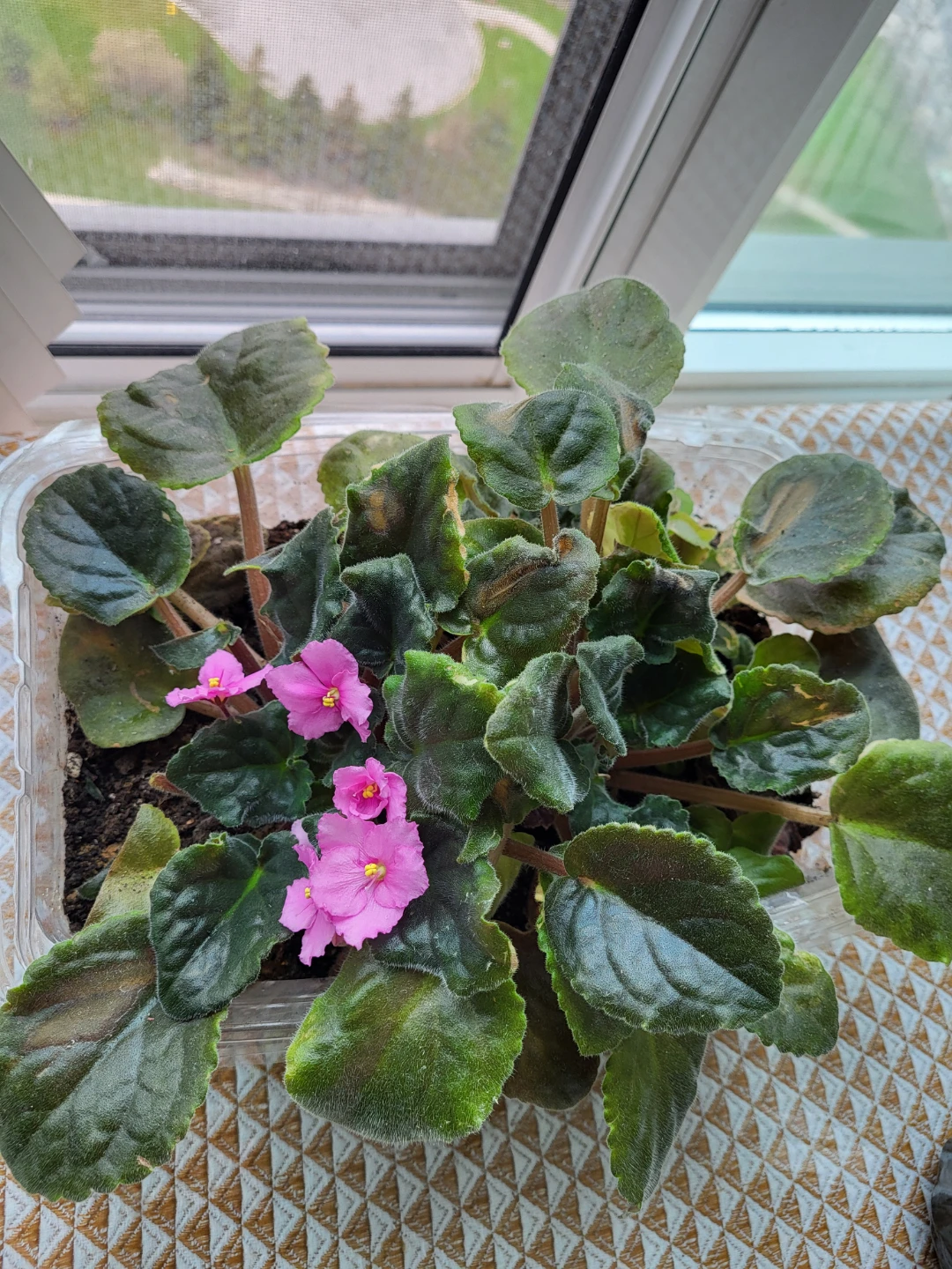African Violet Plant with Pink Flowers