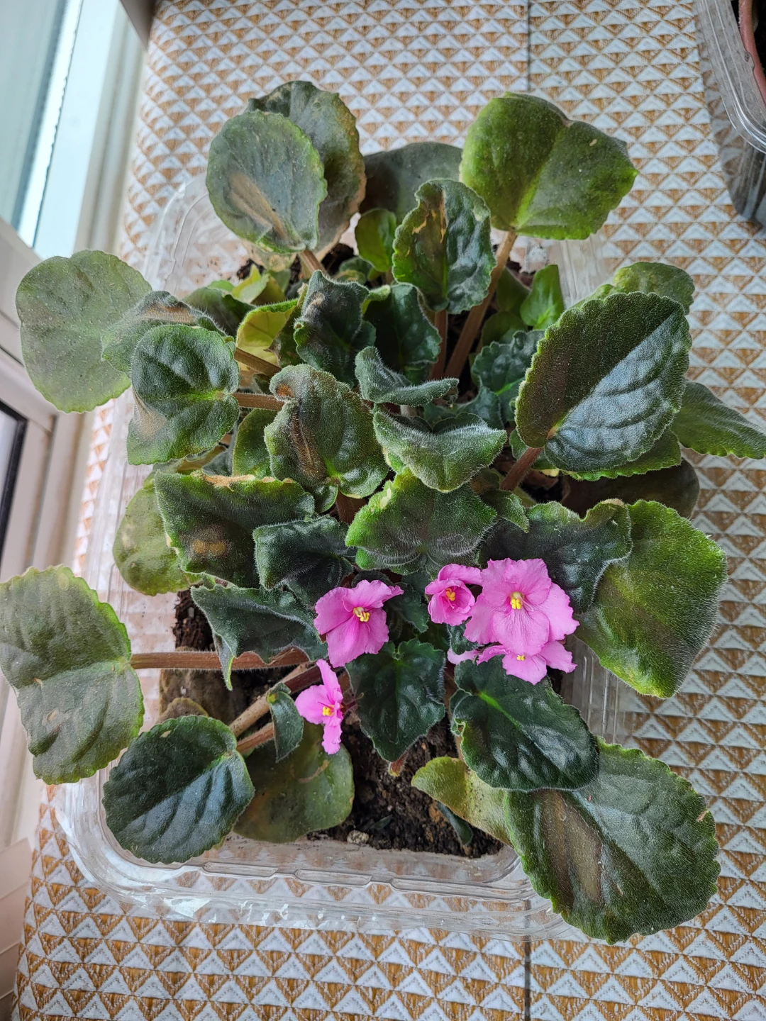 African Violet Plant with Pink Flowers - photo 2