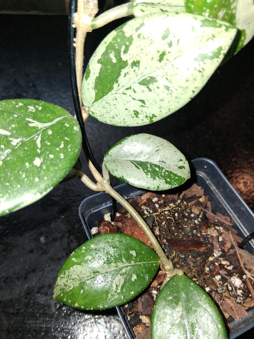 Hoya Wilbur graves