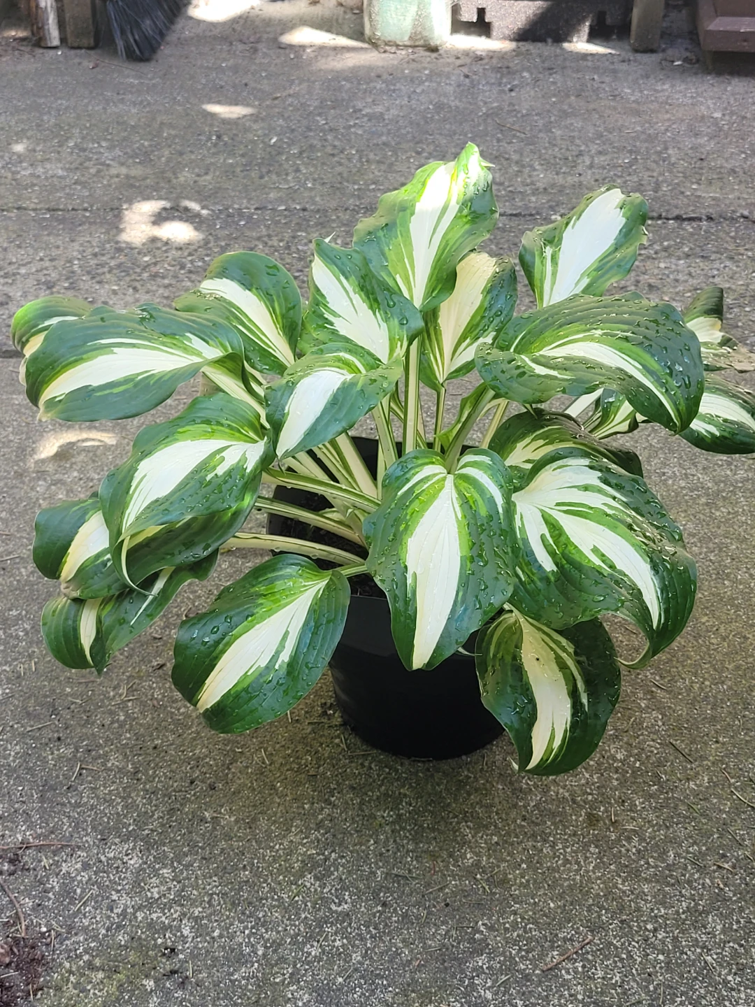 Hosta Plant in Black Pot