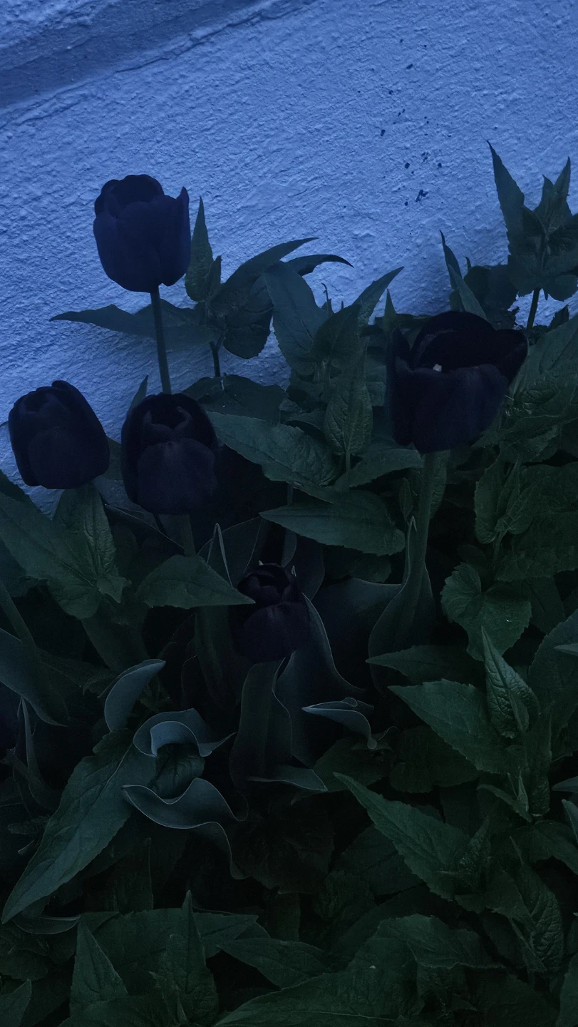 Dark Purple Tulips - Live Plants