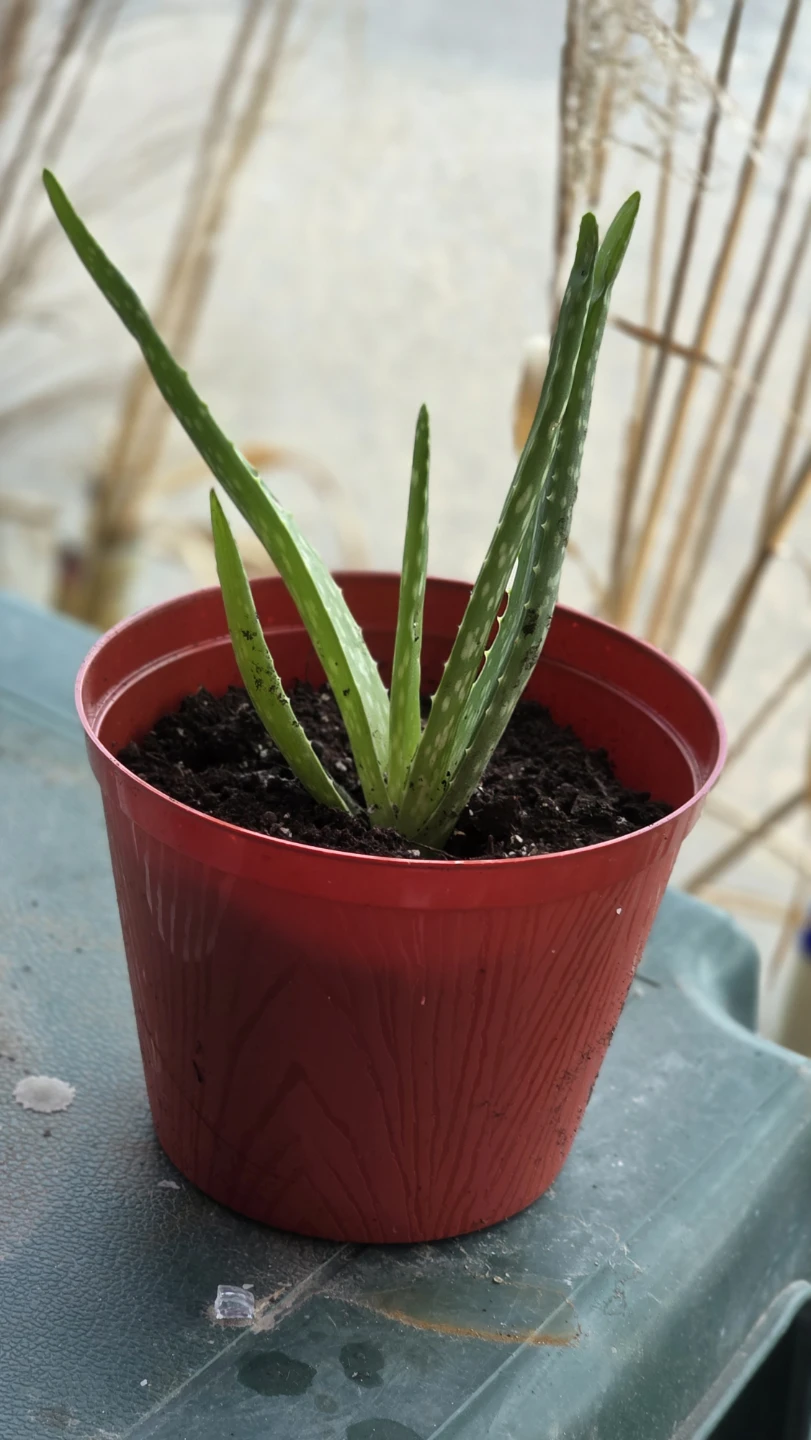 Aloe Vera Plant in 4" Pot