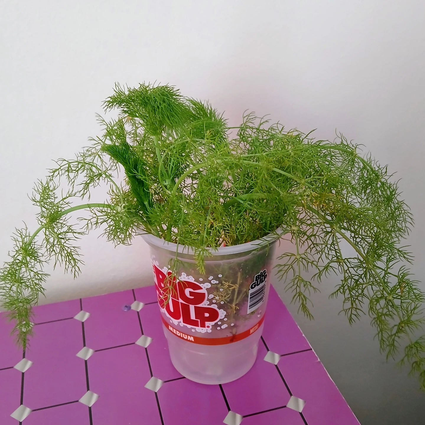 Fresh Fennel Herb Plant