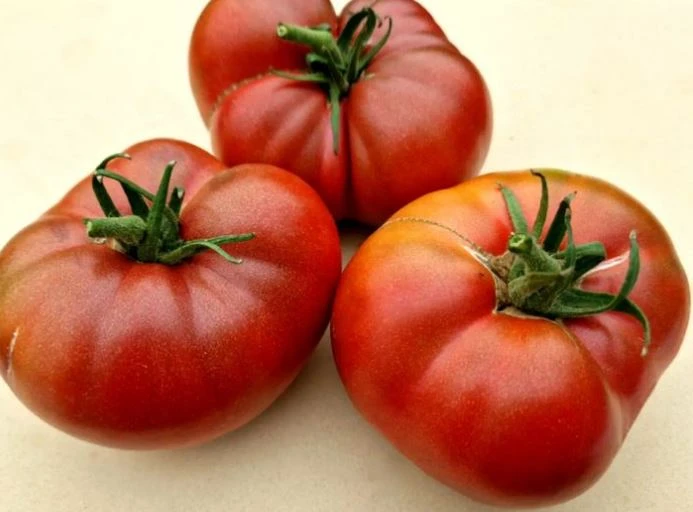 Dwarf Tomato Seedlings for Containers - photo 2
