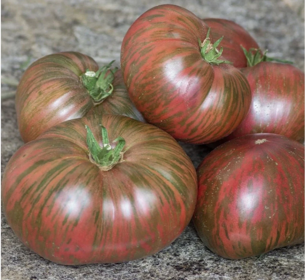 Dwarf Tomato Seedlings for Containers - photo 3