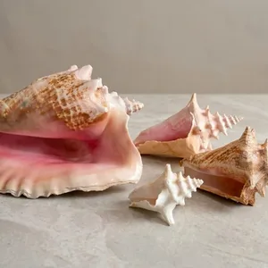 Natural Coastal Decor Collection