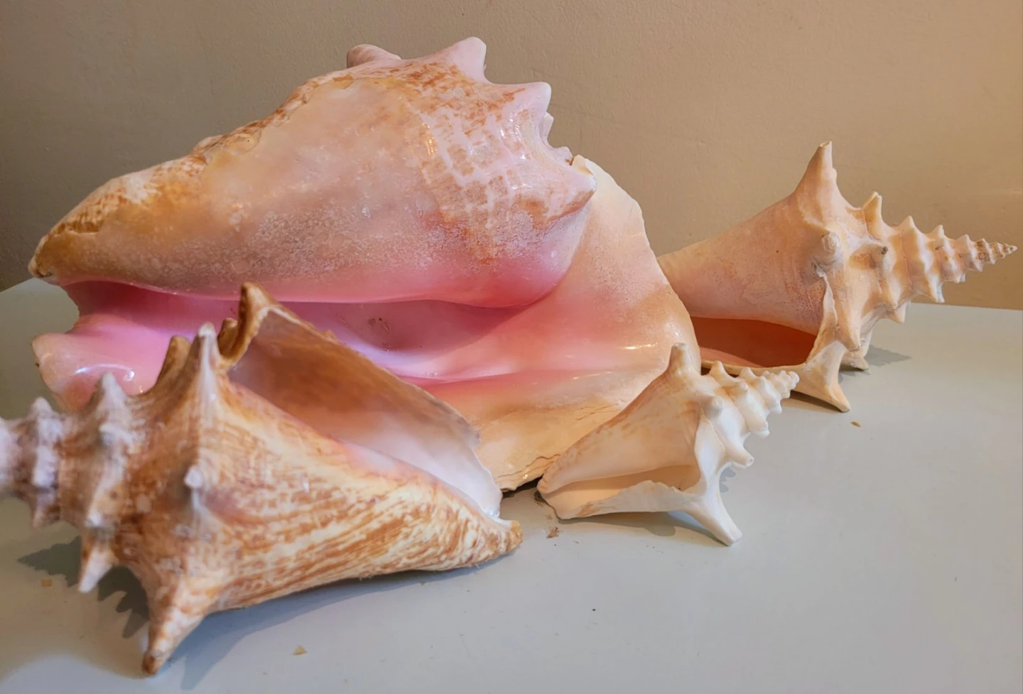 Natural Coastal Decor Collection - photo 2