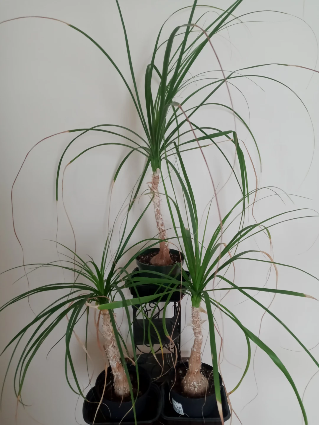Assorted Potted House Plants