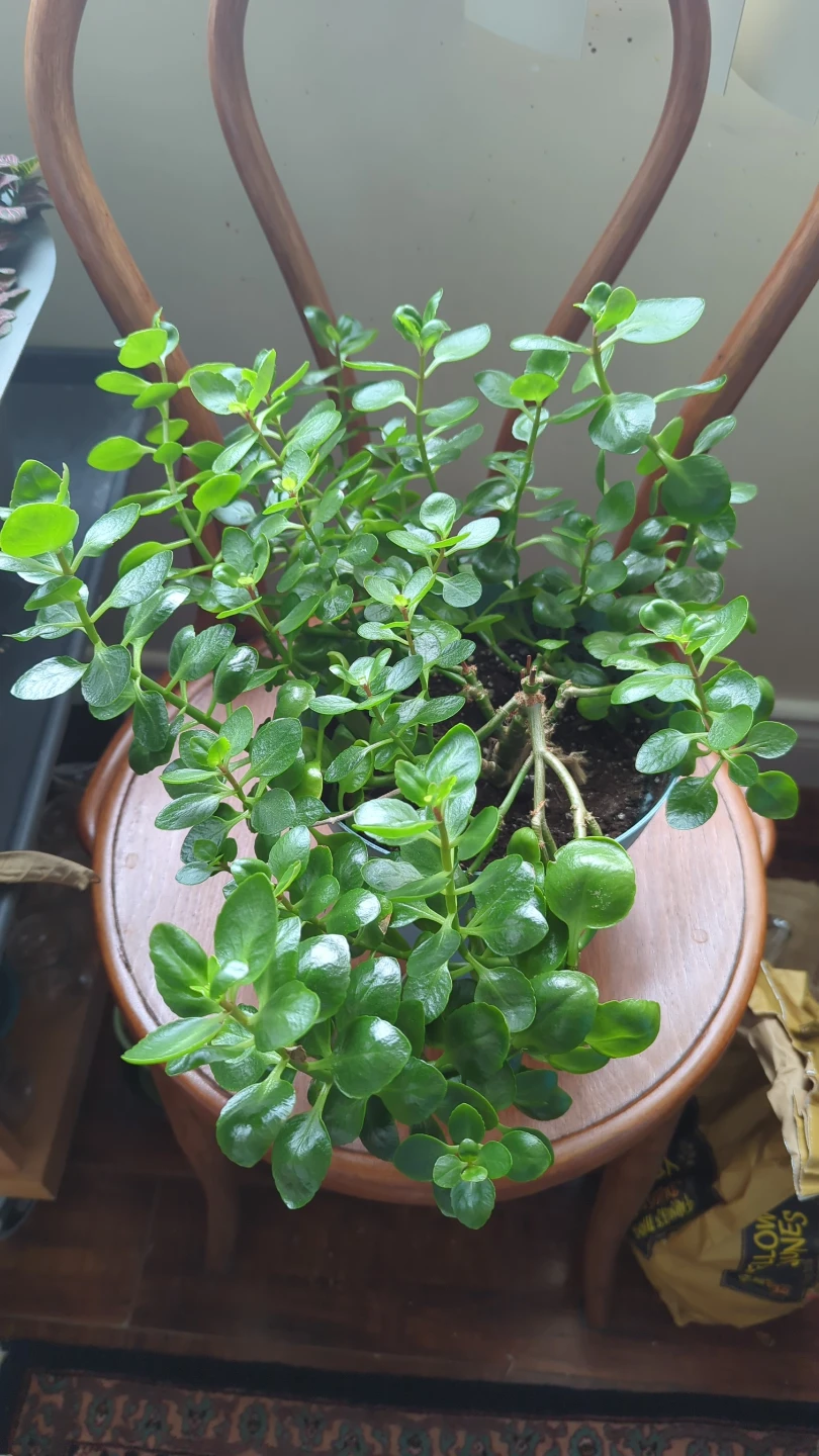 Jade Plant in Blue Pot